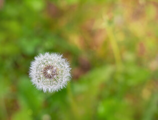 Dandelion in the grass