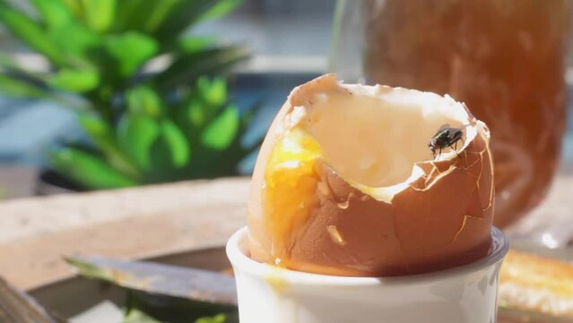 A close up of three houseflies landing on leftovers with a focus on a soft boiled eggshell.