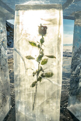 Red blooming rose with petals is frozen into piece of ice with cracks. A beautiful art object symbolizing frozen beauty
