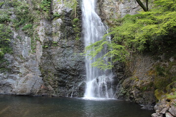 Fototapeta premium 滝