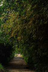 Beautiful pathway surrounded with green trees with bright light end in the tunnel and dark foreground