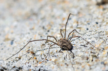 spider