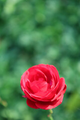 Unkel Germany early November 2021 flower head of red rose close up against green background in natural daylight