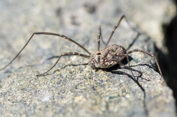 spider