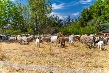 Naklejka na ściany i meble Herd of goats and sheep graze on the farm.