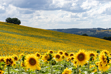 paysage d'un champ fleuri de tournesol jaunes sur des collines cultivées par un beau ciel orageux d'été