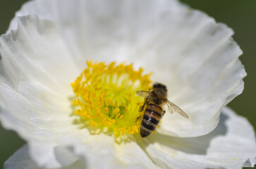 bee