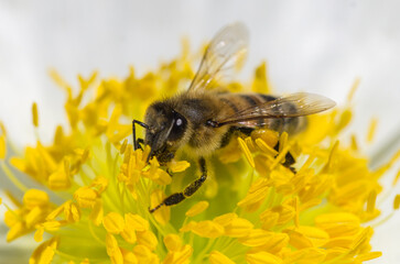 bee