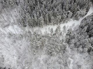 Aerial, drone view of coniferous forest  in Sweden. Snow covered path in winter forest, snowy landscape. Nature photography taken from above in February.