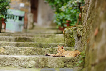 Cat sleeping in the street of Sorano, an ancient medieval hill town hanging from a tuff stone over the Lente River. Etruscan heritage.