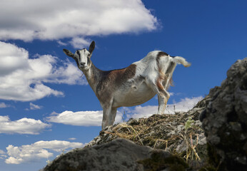 Goat on top of a mountain in the Aveto valley. Liguria, Italy