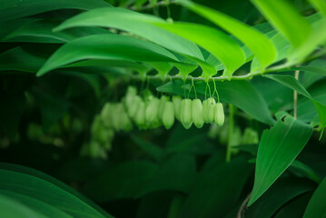 둥글레 나무 열매