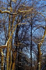 Close up of trees branches with no leaves on a sunny winter day in park Kadriorg towards blue clear sky. Tallinn, Estonia. January 2022