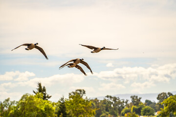 A flock of Canadian geese flying in the sky. 