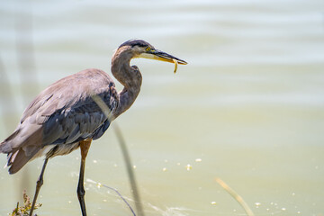 Great blue heron (Ardea cinerea) caught a small fish. 