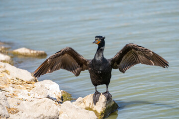 Double-crested cormorant (phalacrocorax auritus) stands on the shore and dries his wings.