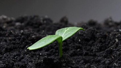 Nature in a timelapse, Sprouts grow out of the ground accelerated shooting, Cucumber plant in greenhouse, food production