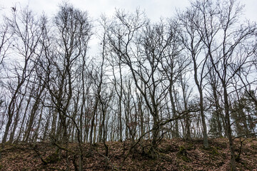 tree