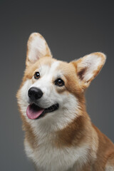 Adorable little dog corgi breed against gray background