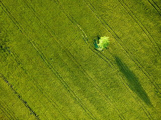 Stunning aerial view of green fields and farmlands. Rural landscape of rolling hills, curved roads...