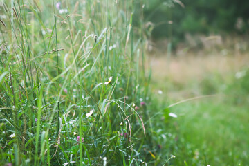 Wildflowers on summer meadow. 