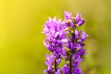 Wildflowers on summer field. Campanula purple flowers. 