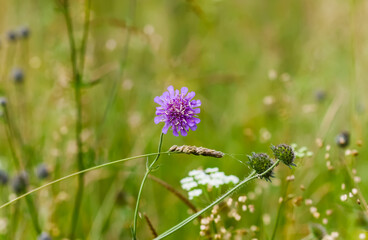 Wildflowers on summer meadow. 
