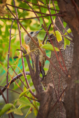 Fototapeta premium Dendropicos goertae