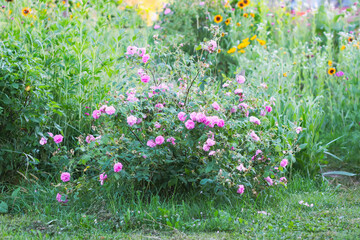 Fototapeta premium Garden rose flowers in a summer garden. 