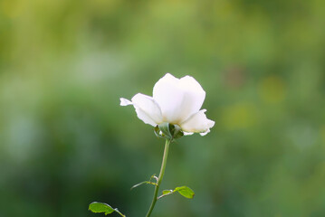 White rose flower. Decorative garden plant. 