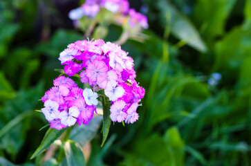 Fototapeta premium Garden carnation flowers. 