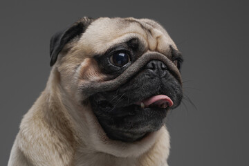 Beige pug dog with short fur against gray background