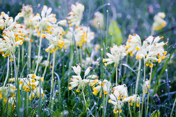 Cowslip or Primula veris plants in rain drops. 
