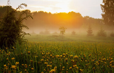 Mist on green summer meadow. Early morning in countryside. 