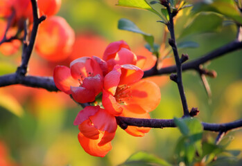  Prunus cerasifera plant in bloom. 