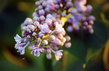 Purple lilac plant flowers