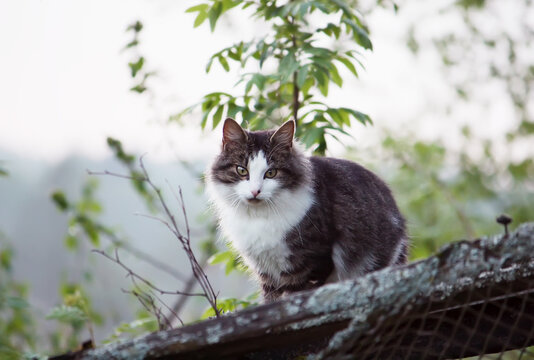 Cat sitting on tree branch outdoors. 
