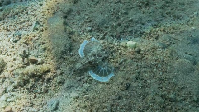 Seamoth moves on the sandy bottom in shallow water in sun rays. Pegasus, Little Dragonfish or Common Seamoth (Eurypegasus draconis). 4K-60fps