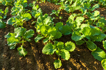 Champ de colza au stade 5 semaines