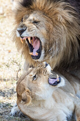 Obraz premium Adult lion and lioness, panthera leo, in the dry grass of the Masai Mara, Kenya. Portrait of the animals snarling at each other.