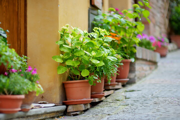 Fototapeta na wymiar Flowers in pots in narrow old streets of Montepulciano town, located on top of a limestone ridge surrounded by vineyards.Tuscany, Italy.