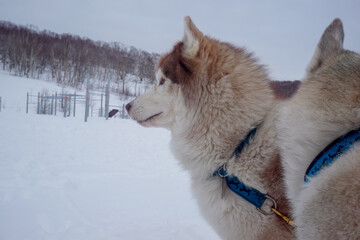White dogs at the traditional Beringia race