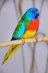 Ein Glanzsittich Männchen (Neophema splendida) in der Voliere.