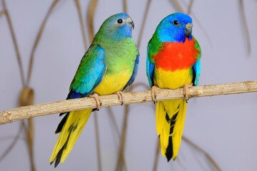 Ein Paar Glanzsittiche (Neophema splendida) in der Voliere.