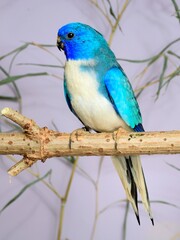 Glanzsittich der blauen Mutation (Neophema splendida) in der Voliere.