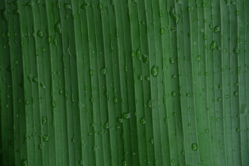 Green banana leaf with water drop.