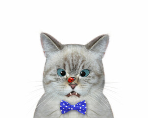 An ashen cat in a red bow tie with a ladybug on its nose. White background. Isolated.