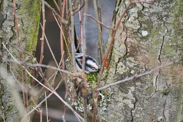 long tailed tit, Aegithalos caudatus, building its nest