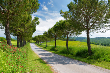 Fototapeta na wymiar Driveway to the Italian manor house between fields of Toscana. Pine tree alley along paved road near Montepulciano, Tuscany, Italy.