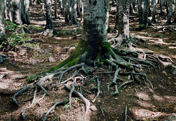 Tree roots in a wood in Val d'Aveto. Liguria, Italy